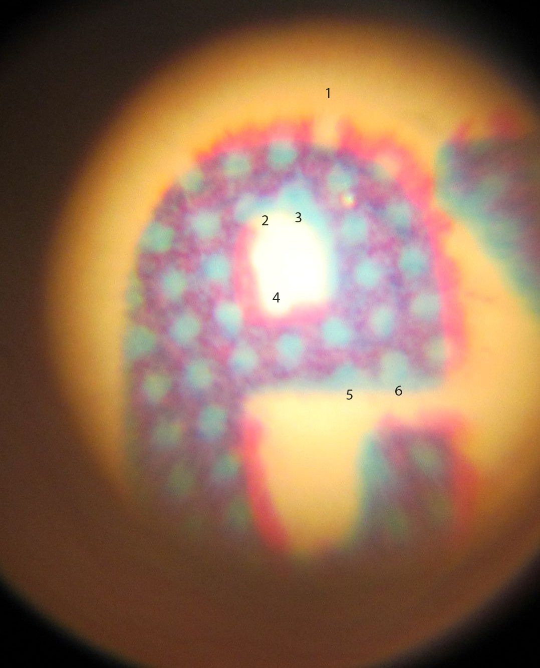 C:\Users\seanms\Desktop\Ripken Mystery Card\Randy1.jpg