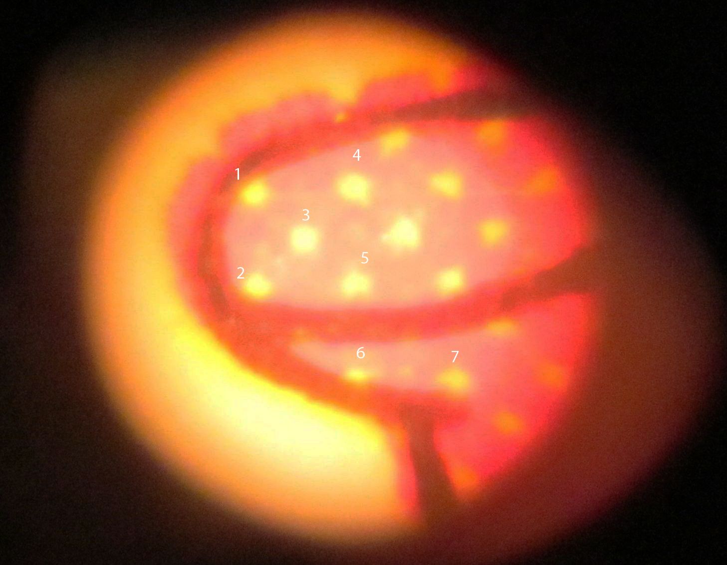 C:\Users\seanms\Desktop\Ripken Mystery Card\Unknown card 1a.jpg