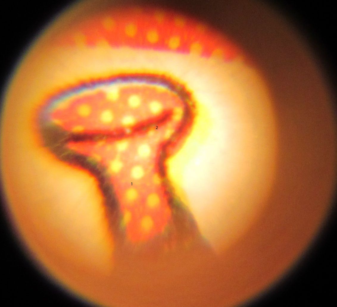 C:\Users\seanms\Desktop\Ripken Mystery Card\Tibbs2.jpg