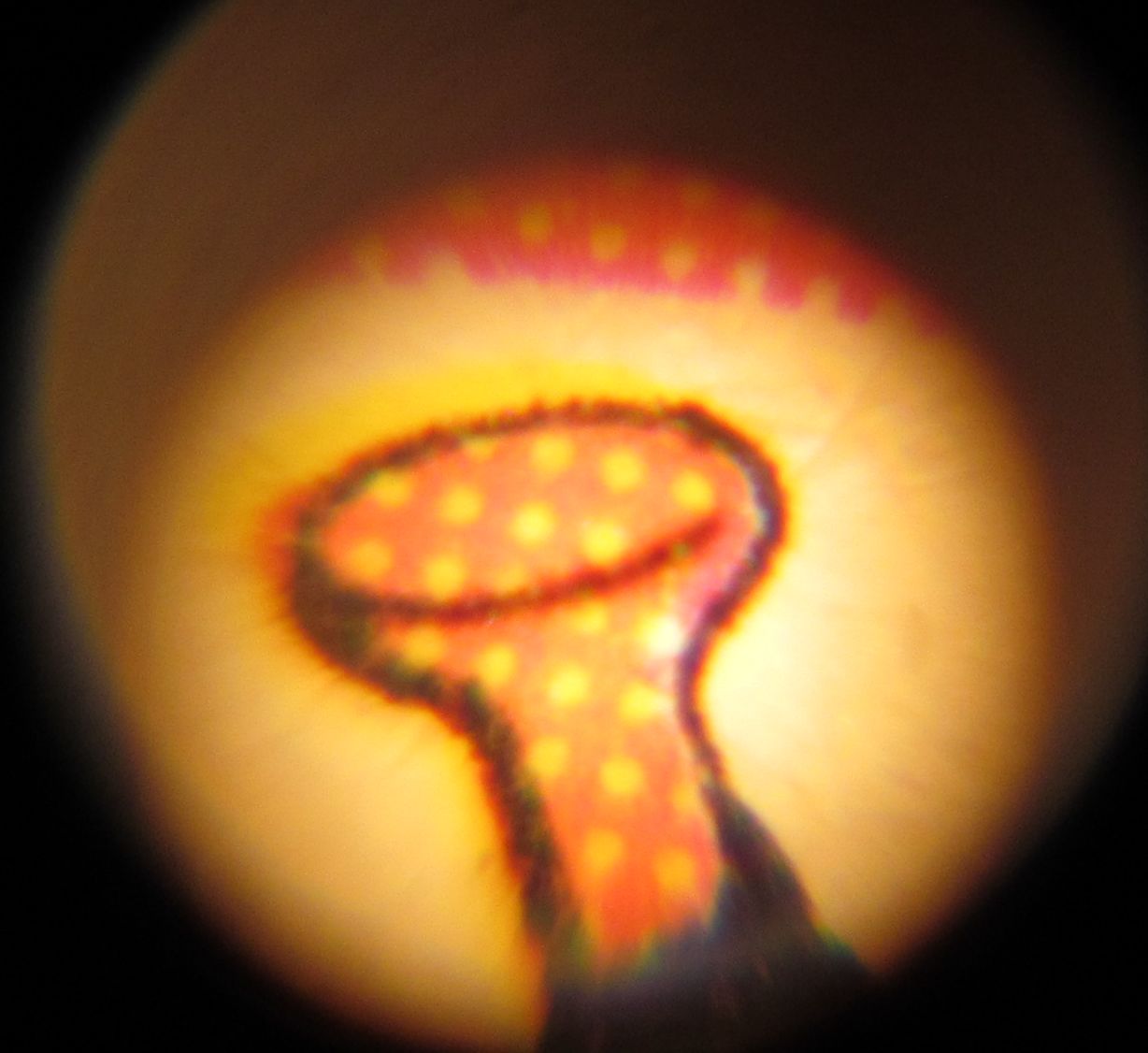 C:\Users\seanms\Desktop\Ripken Mystery Card\rounded edge 2.jpg